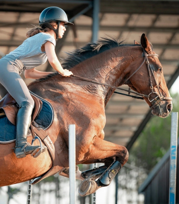 In Flux Guetre Cheval Bordeaux INFLUX 1 In Flux Guetre Cheval Bordeaux INFLUX 1