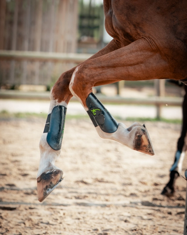 In Flux Guetre Cheval Bordeaux INFLUX 8 In Flux Guetre Cheval Bordeaux INFLUX 8