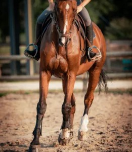 In Flux Guetre Cheval Bordeaux A Propos 3 In Flux Guetre Cheval Bordeaux A Propos 3